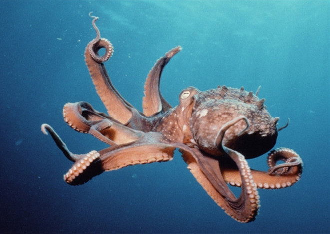 章鱼种类大全及图片图片