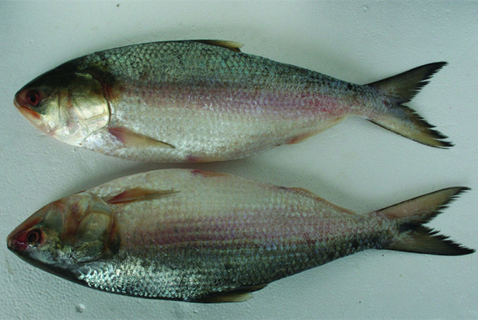鲥鱼原名鳃鱼,俗称三黎鱼,三来鱼,肉味鲜美,是我国特有的名贵鱼类
