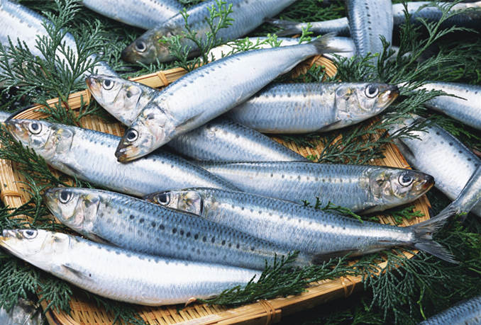 沙丁鱼是鲱鱼的统称,身体扁平,银白色,成年的沙丁鱼体长约26厘米.