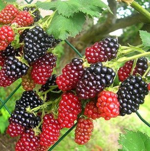 树莓功效与作用,覆盆子和树莓的区别