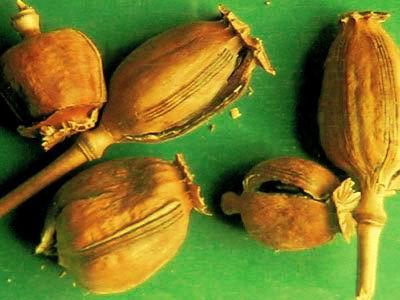 罂粟壳,中药罂粟壳的功效与作用及食用方法,上瘾及副作用