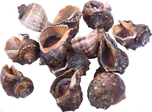 海螺,中药海螺的功效与作用及食用方法,海螺怎么吃,吃法禁忌