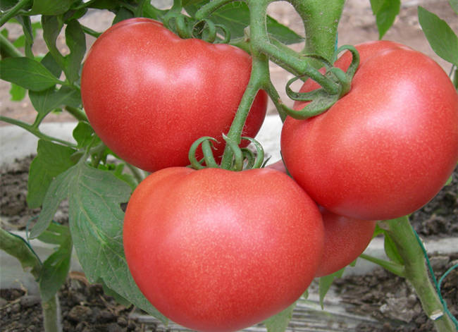 西红柿的营养价值及功效与作用,吃西红柿有什么好处