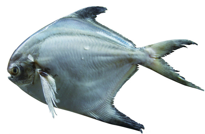 平鱼的营养价值,吃镜鱼有什么好处