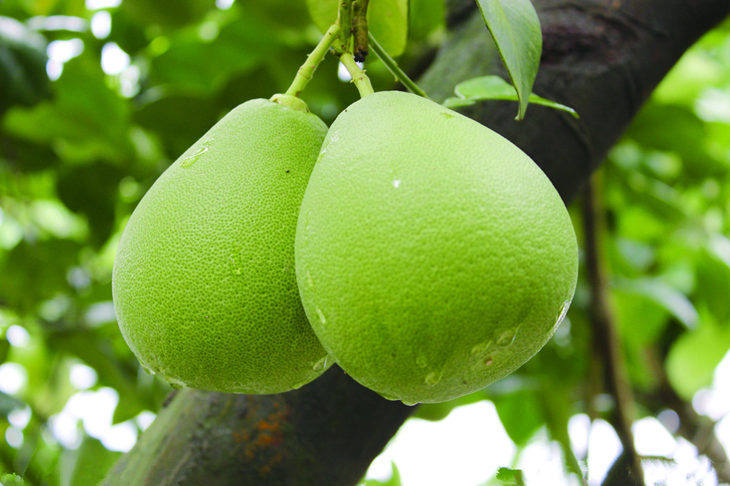 柚子的功效与作用,文旦的营养价值