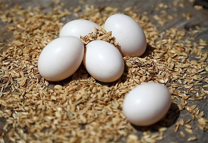 鸽子蛋的营养价值,吃鸽子卵有什么好处