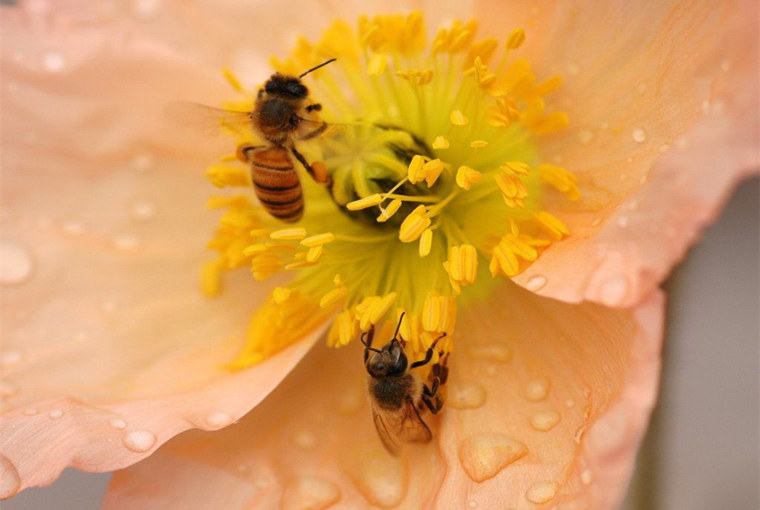 花粉的功效与作用、食用方法