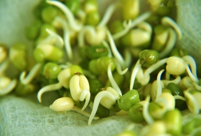 绿豆芽的营养价值及功效