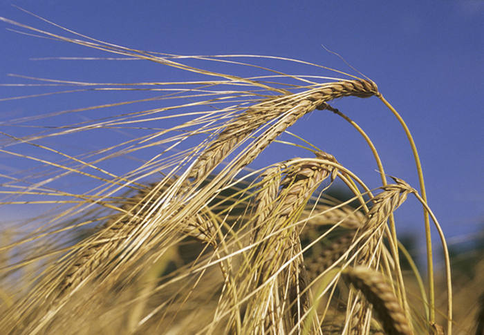 大麦米的功效与作用,吃大麦仁的好处